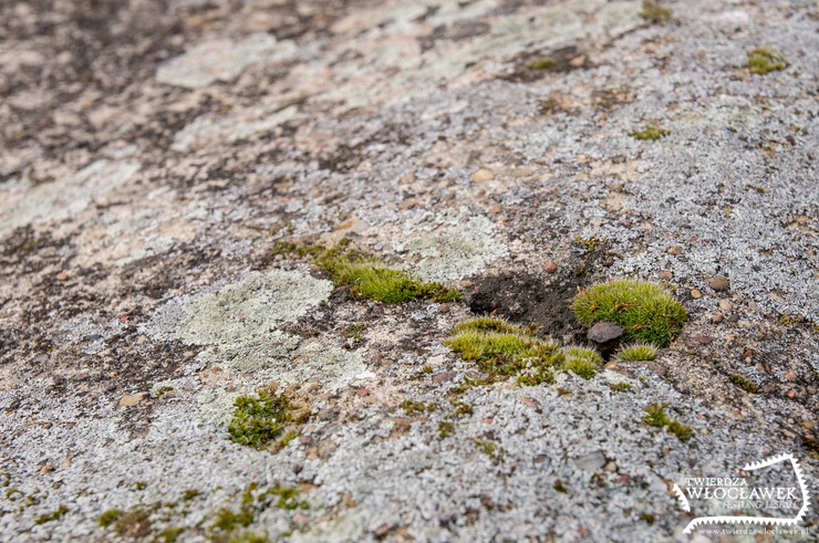 Samotnik przy kanale